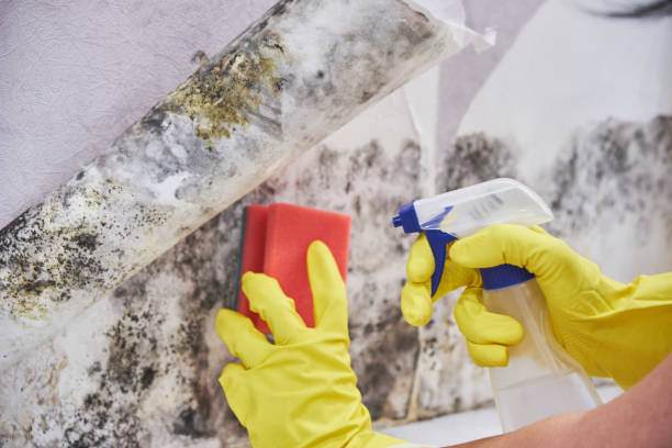 Biohazard Mold Removal in Akron, IN